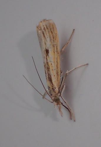 Réf. 223 026 : Agriphila inquinatella